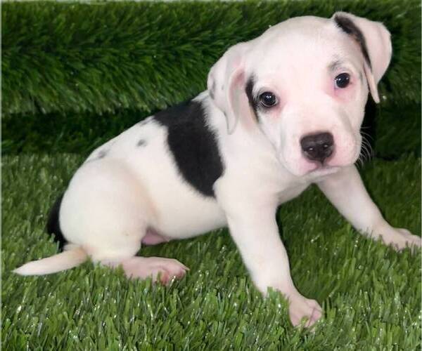 Medium Photo #6 American Bully Puppy For Sale in PERRIS, CA, USA