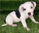 Small #5 American Bully