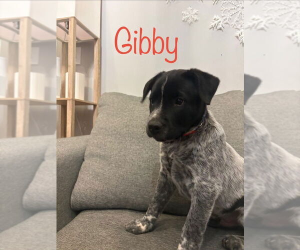 Medium Photo #1 Boxer-Unknown Mix Puppy For Sale in Salt Lake City, UT, USA