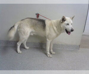 Alaskan Malamute-German Shepherd Dog Mix Dogs for adoption in Pasadena, TX, USA