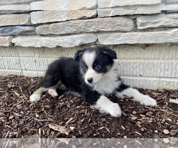 Medium Photo #5 Australian Shepherd Puppy For Sale in LODA, IL, USA