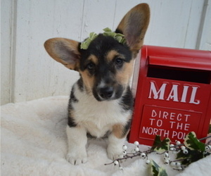 Pembroke Welsh Corgi Puppy for sale in HONEY BROOK, PA, USA