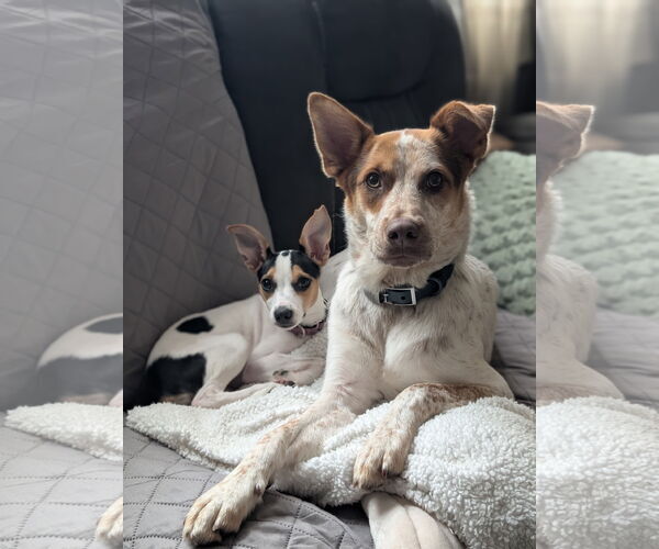 Medium Photo #3 Jack Russell Terrier Puppy For Sale in Doylestown, PA, USA