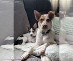 Small #2 Jack Russell Terrier