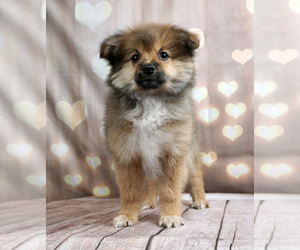 View Ad: Miniature Australian Shepherd-Pomeranian Litter of Puppies for Sale near WARSAW, USA. ADN-322894