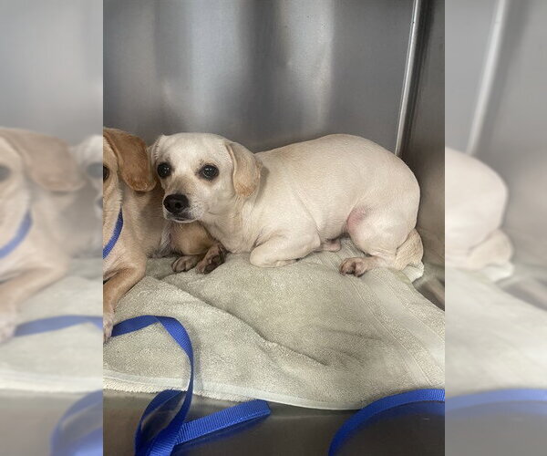 Medium Photo #1 Chihuahua-Unknown Mix Puppy For Sale in Tallahassee, FL, USA