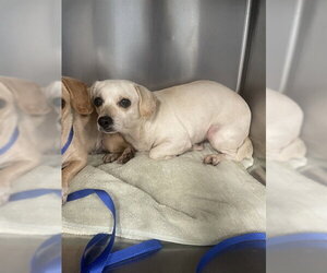 Chihuahua-Unknown Mix Dogs for adoption in Tallahassee, FL, USA