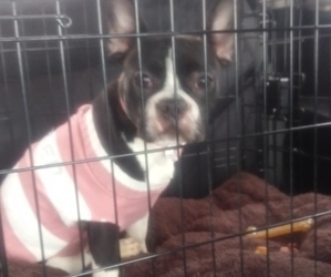 Faux Frenchbo Bulldog Puppy for sale in FARGO, ND, USA