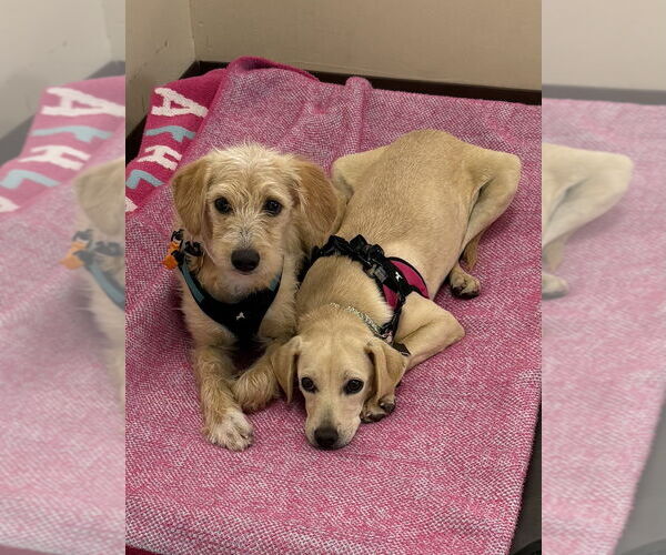 Medium Photo #2 Labrador Retriever-Unknown Mix Puppy For Sale in Mundelein, IL, USA