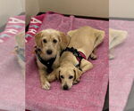 Small #1 Labrador Retriever Mix
