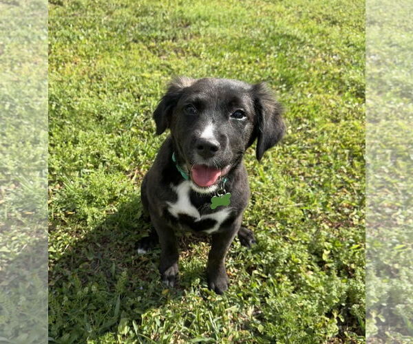 Medium Photo #1 Borador Puppy For Sale in Royal Palm Beach, FL, USA