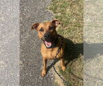 Small #1 American Pit Bull Terrier-Greyhound Mix