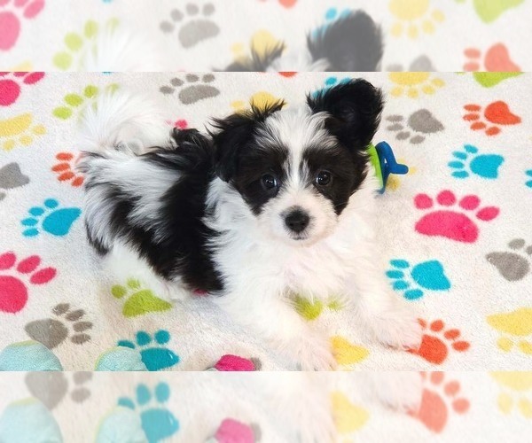 Medium Photo #9 Papitese Puppy For Sale in ORO VALLEY, AZ, USA