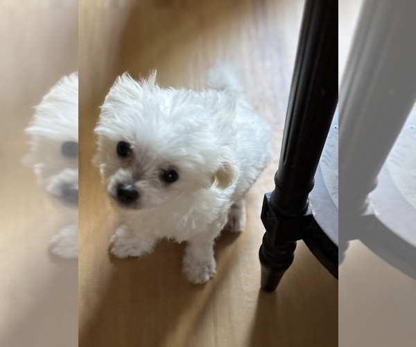Medium Photo #2 Maltese Puppy For Sale in HARVEST, AL, USA