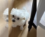 Small #1 Maltese