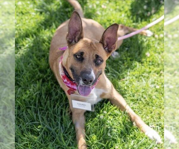 Medium Photo #8 Boxer-Unknown Mix Puppy For Sale in San Diego, CA, USA