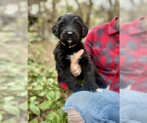 Bernedoodle Puppy for sale in MARSHALL, TX, USA