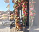 Small Photo #1 Golden Retriever Puppy For Sale in FORT COLLINS, CO, USA