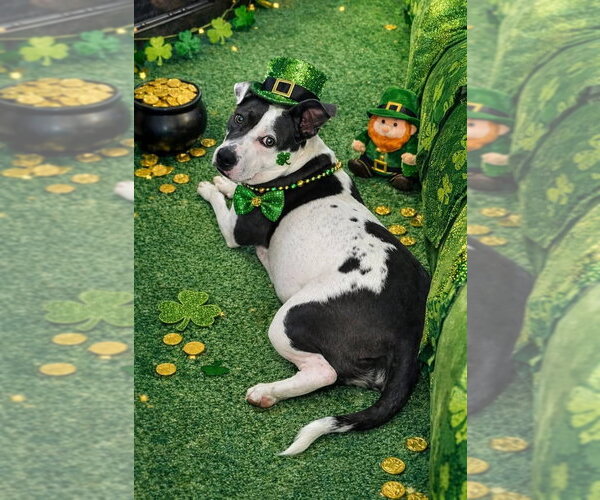 Medium Photo #12 American Pit Bull Terrier-Unknown Mix Puppy For Sale in Germantown, OH, USA