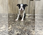 Small Photo #6 Boston Terrier Puppy For Sale in MYRTLE, MO, USA
