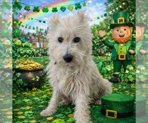 Mutt Dogs for adoption in New Oxford , PA, USA