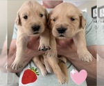 Small Photo #69 Golden Retriever Puppy For Sale in EXTON, PA, USA