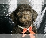 Puppy Sea swirl Goldendoodle (Miniature)