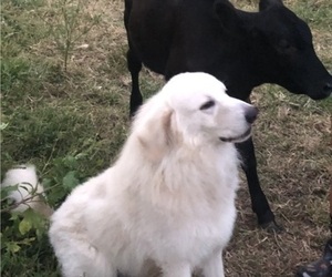 Father of the Anatolian Shepherd-Great Pyrenees Mix puppies born on 01/08/2023