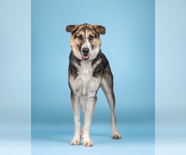 Medium Photo #2 German Shepherd Dog-Unknown Mix Puppy For Sale in Denton, TX, USA