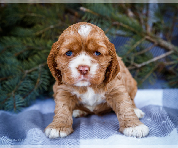Medium Photo #6 Cocker Spaniel Puppy For Sale in WAKARUSA, IN, USA