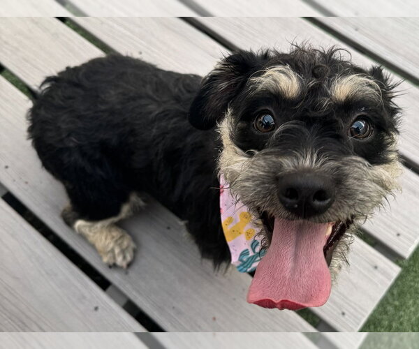 Medium Photo #1 Mutt Puppy For Sale in Andover, MN, USA