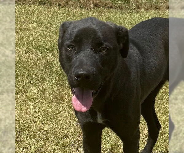 Medium Photo #1 Labrador Retriever-Unknown Mix Puppy For Sale in Canton, CT, USA