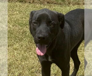 Labrador Retriever-Unknown Mix Dogs for adoption in Canton, CT, USA