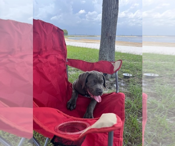 Medium Photo #1 Cane Corso Puppy For Sale in MAGNOLIA SQUARE, FL, USA