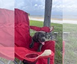 Small Cane Corso