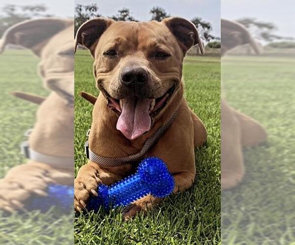 Medium Photo #1 Mutt Puppy For Sale in Camarillo, CA, USA
