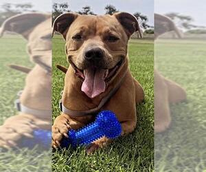 Mutt Dogs for adoption in Camarillo, CA, USA