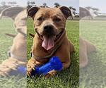 BROWNIE - Male Mutt Dog for Adoption - Small photo