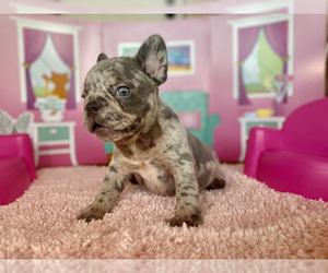 French Bulldog Puppy for sale in MORENO VALLEY, CA, USA