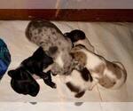 Small Photo #17 Dachshund Puppy For Sale in LAKEBAY, WA, USA