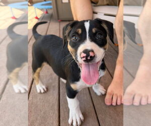 Coonagle Dogs for adoption in Sheboygan, WI, USA