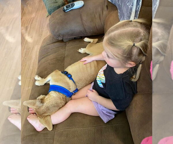 Medium Photo #4 Mutt Puppy For Sale in Oakhurst, NJ, USA