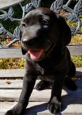 Golden Labrador Puppy for sale in HUSUM, WA, USA