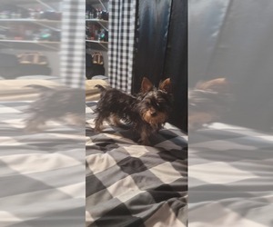 Yorkshire Terrier Puppy for sale in STEGER, IL, USA