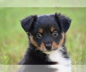 Miniature Australian Shepherd Puppy for sale in PALM COAST, FL, USA