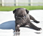 Small #3 Pug