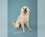 Small #32 Chow Chow-Great Pyrenees Mix
