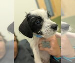 Small Photo #5 Dachshund-Unknown Mix Puppy For Sale in Holly Springs, NC, USA