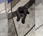 Small Photo #2 Morkie Puppy For Sale in DELTONA, FL, USA