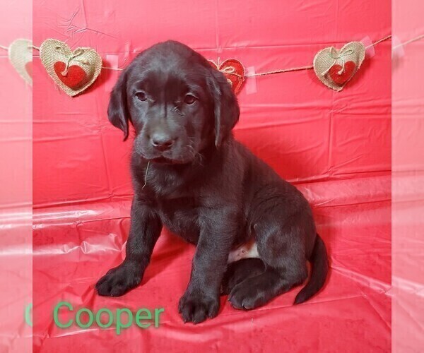 Medium Photo #9 Labrador Retriever Puppy For Sale in CATO, NY, USA